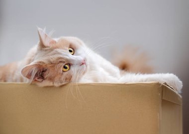 Tatlı kızıl kedi. Yumuşak evcil hayvanlar güneşleniyor.