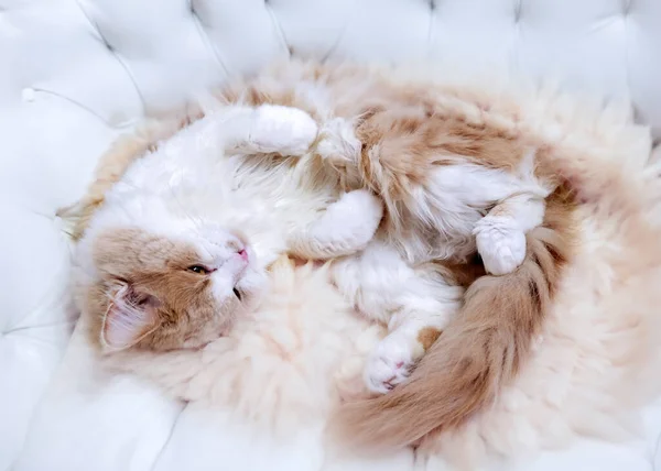 Cream Colored Cat Fluffy Pet Basking — Stock Photo, Image