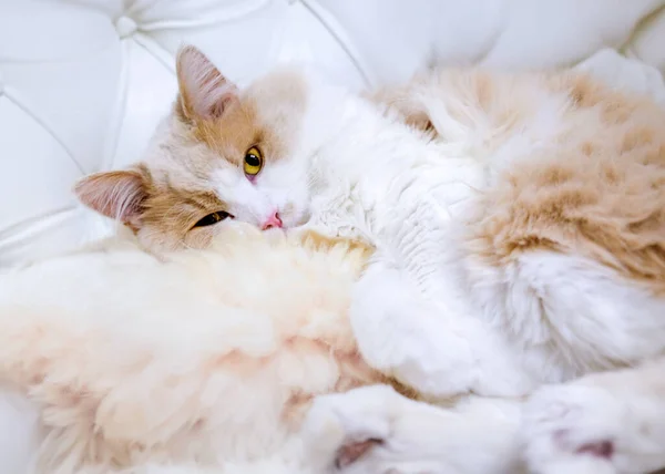 Krem Renkli Kedi Yumuşak Evcil Hayvanlar Güneşleniyor — Stok fotoğraf