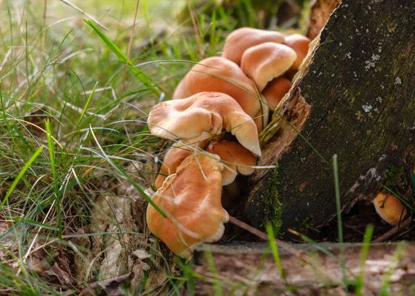 Mushrooms Group Kuehneromyces Mutabilis Tree Stump — Stock Photo, Image