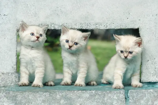 Trois Drôles Petits Chatons Blancs Aux Yeux Bleus Britannique Shorthair Photo De Stock