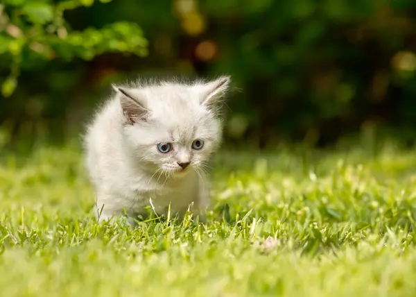 Смішно Маленький Білий Кошеня Блакитними Очима Британська Короткошерста Білий Стокова Картинка