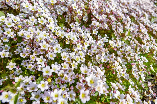 Een Mooie Boomtak Met Witte Bloemen Groene Bladeren Valt Tegen Stockafbeelding