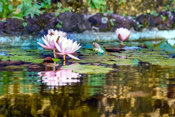 Twee Roze Lotusbloemen Drijven Sierlijk Het Oppervlak Van Een Rustige Stockafbeelding