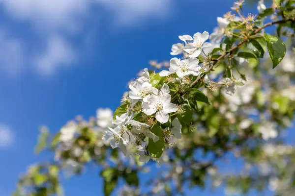 Beyaz Çiçekli Yeşil Yapraklı Güzel Bir Ağaç Dalı Açık Mavi Stok Resim