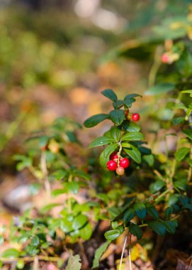 Ormandaki küçük yeşil bir çalıda büyüyen kırmızı dutların makro çekimi. Görüntü, canlı meyveye odaklanır bulanık doğal bir arka plana karşı, doğanın canlı renklerini vurgulayarak..