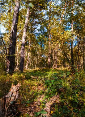 Uzun ağaçlar ve yemyeşil çalıların güneş ışığıyla yıkandığı canlı bir orman sahnesi. Görüntü ormanın huzurlu atmosferini yakalıyor, doğal güzelliğini ve ışığın ve gölgenin etkileşimini vurguluyor..