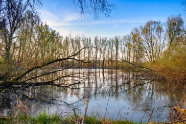 Sakin bir gölet, berrak bir gökyüzünün altında durgun sulara yansıyan çıplak ağaçlarla çevrili. Sahne, doğal çevrenin barışçıl atmosferini yakalayan ön plandaki dallar tarafından çerçevelenmiştir..