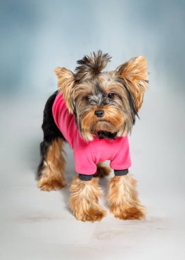 Arka ayakları üzerinde duran bir Yorkshire Teriyeri şık pembe bir kıyafet giyiyor. Kapalı bir alanda, yumuşak gri bir arkaplanda yakalanan küçük köpeğin anlamlı duruşu hem neşeli doğasını hem de sevimli çekiciliğini sergiliyor. Sahnede Yorkie yer alıyor.