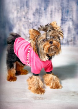 A Yorkshire Terrier standing on its hind legs, wearing a stylish pink outfit. Captured indoors against a soft grey backdrop, the small dog s expressive posture showcases both its playful nature and its adorable charm. The scene features the Yorkie in clipart