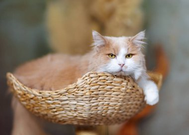 Fluffy ginger and white cat resembling a Maine Coon, but actually a mix of Persian and Ragdoll breeds. The cat is lying in a woven basket, looking relaxed and calm. clipart