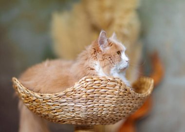 Tüylü kızıl ve beyaz kedi bir Maine Rakunu 'na benziyor ama aslında İran ve Ragdoll' un bir karışımı. Kedi dokuma sepetinde yatıyor, rahat ve sakin görünüyor..