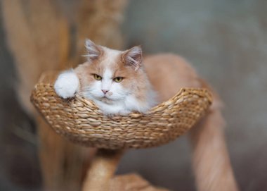 Tüylü kızıl ve beyaz kedi bir Maine Rakunu 'na benziyor ama aslında İran ve Ragdoll' un bir karışımı. Kedi dokuma sepetinde yatıyor, rahat ve sakin görünüyor..