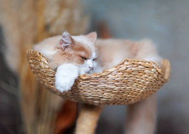 Tüylü kızıl ve beyaz kedi bir Maine Rakunu 'na benziyor ama aslında İran ve Ragdoll' un bir karışımı. Kedi dokuma sepetinde yatıyor, rahat ve sakin görünüyor..