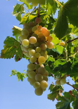 Olgun beyaz üzümler canlı yeşil yaprakların altında asılıdır. Güneş ışığı yaprakların arasından parlar, sıcak ve doğal bir parıltı yaratır. Bir üzüm bağındaki hasat zamanına yakından bak..