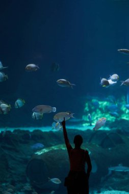 Sualtı okyanusundaki kadının bir fotoğrafı var. Yüksek kalite fotoğraf