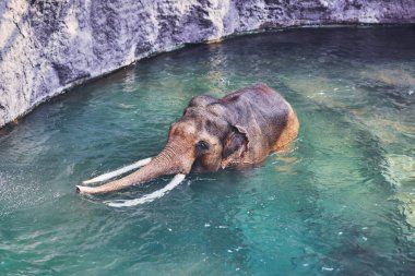 Sudaki filin fotoğrafı. Yüksek kalite fotoğraf