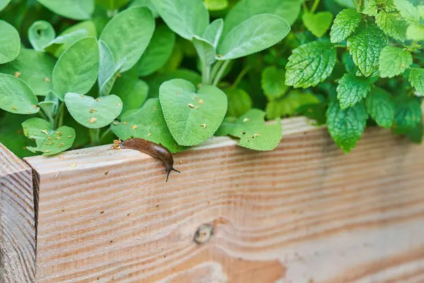 stock image Photo of brown snail attacking garden vegetables. High quality photo