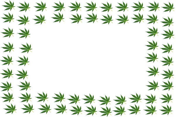 Folhas Verdes Cannabis Forma Quadro Sobre Fundo Branco — Fotografia de Stock