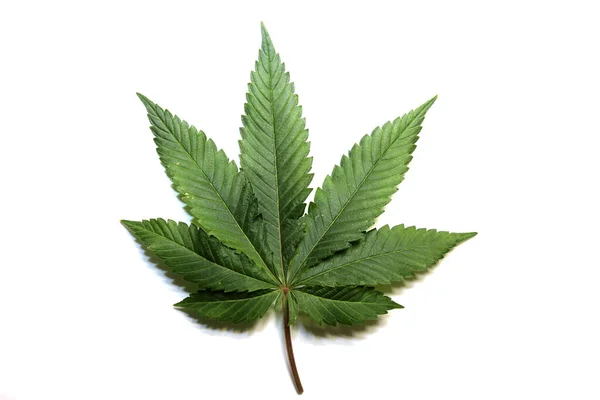 Marihuanový List Izolované Bílém Pozadí — Stock fotografie