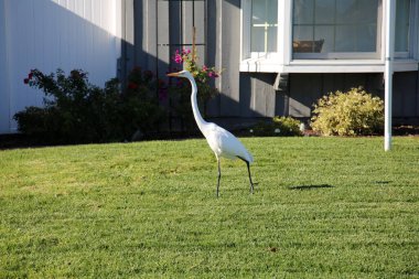 Yeşil çimlerde leylek