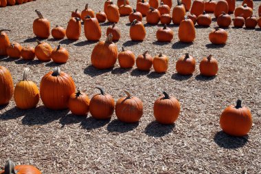 Pumpkins. Ripe  pumpkins closeup. Autumn concept with pumpkins. Pumpkins for sale for Halloween and Fall Celebrations. Halloween Season