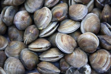 Clams. Wild Clams. Live Clams. Fresh Clams piled high for sale in a fish market. 