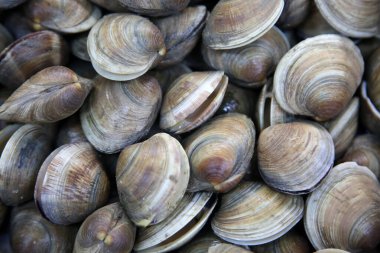 Clams. Wild Clams. Live Clams. Fresh Clams piled high for sale in a fish market. 