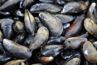 taze istiridye yakın çekim