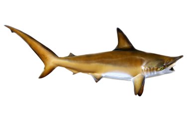 Balık. Doldurulmuş balıklar beyazda izole edilmiş. Beyaz arka planda doldurulmuş ve monte edilmiş egzotik balıklar..