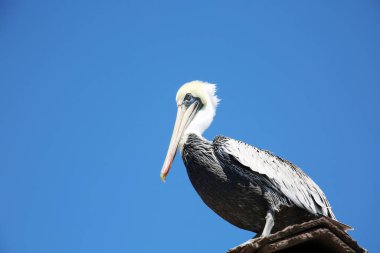California Brown Pelican. Pelecanus occidentalis. A Pelican enjoys a day on the Huntington Beach Pier in Southern California. Sea Bird sits on a roof and looks out toward the Pacific Ocean.