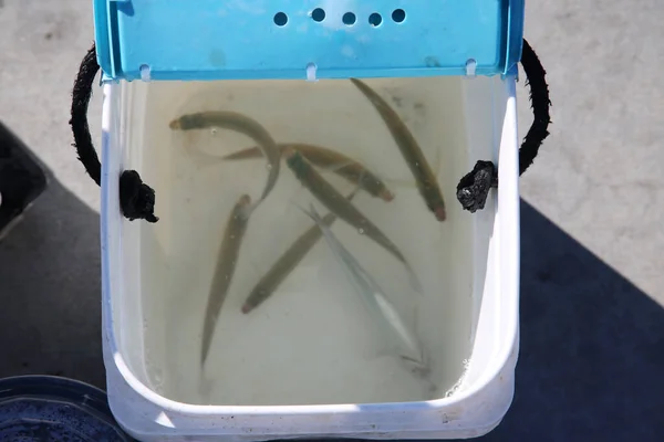 Bait Fish. Live fish in a plastic bucket of sea water to be used as bait to while fishing. Fish eat other fish and are used as Fishing Bait.