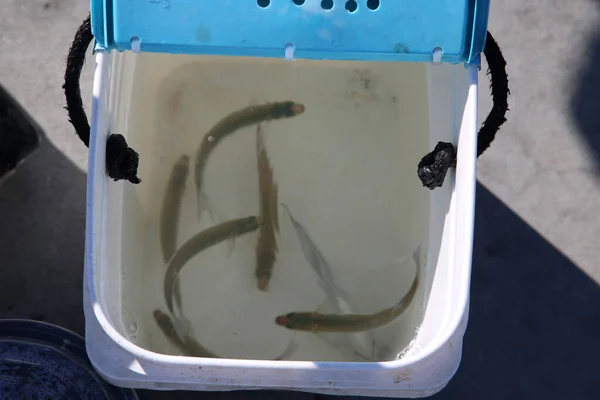 Bait Fish Peixe Vivo Balde Plástico Água Mar Para Ser — Fotografia de Stock
