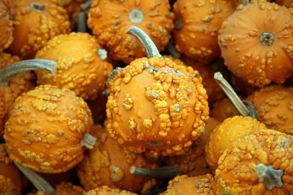 Pumpkins Ripe Pumpkins Closeup Autumn Concept Pumpkins Pumpkins Sale Halloween — Stockfoto