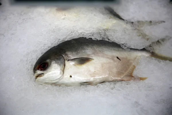 Fish Fish Ice Sale Fish Market — Stok fotoğraf