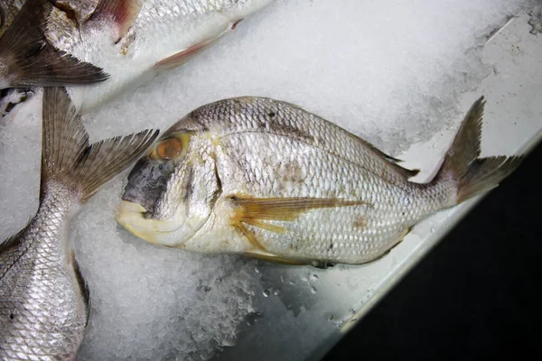 Porgy Wild Caught Porgy Fish Ice Sale Fish Market — Stockfoto