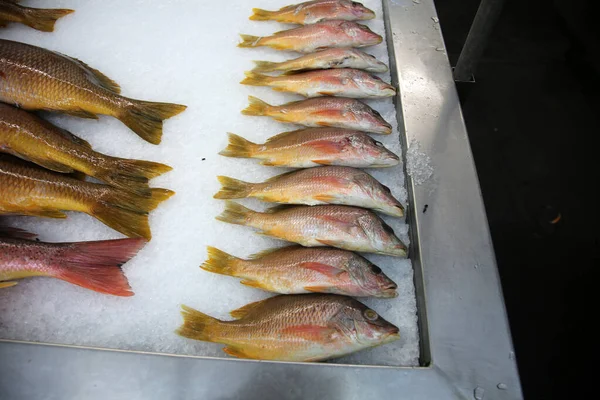 Rock Fish Wild Rock Fish Ice Seafood Market Sale — Stockfoto