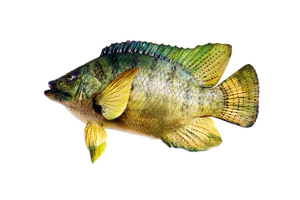 Ikan Ikan Taksidermi Diisolasi Dengan Warna Putih Ikan Eksotis Diisi — Stok Foto