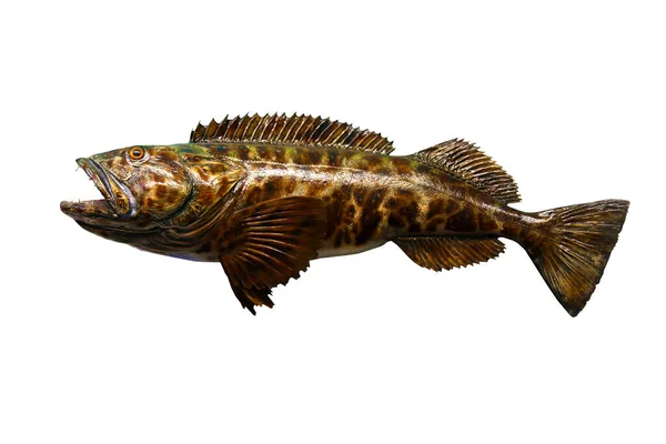 Peixe Peixe Taxidermia Isolado Branco Peixe Exótico Recheado Montado Sobre — Fotografia de Stock