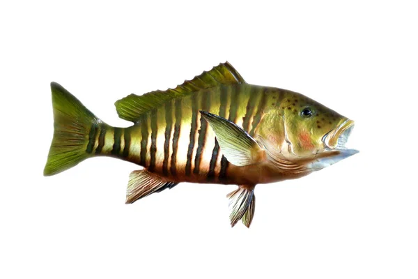 被白色隔离的淡水鱼 填充在白色背景上的异型鱼 — 图库照片