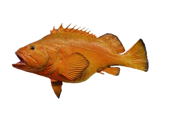 Ryba Vycpávky Ryby Izolované Bílém Exotické Ryby Plněné Namontované Bílém — Stock fotografie