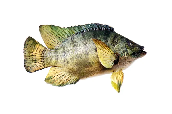 被白色隔离的淡水鱼 填充在白色背景上的异型鱼 — 图库照片