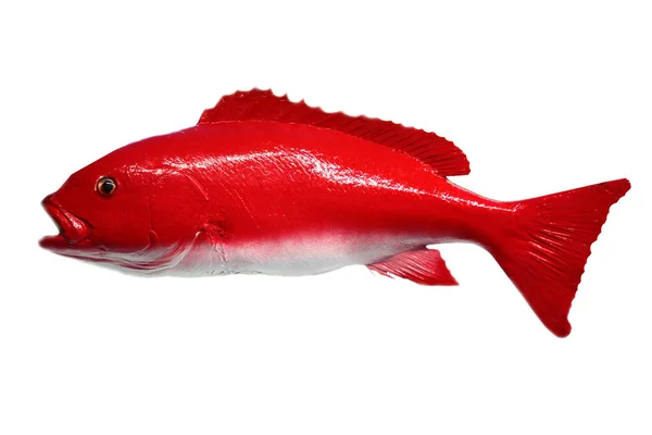 Fisk Taxidermi Fisk Isolerad Vitt Exotisk Fisk Fylld Och Monterad — Stockfoto