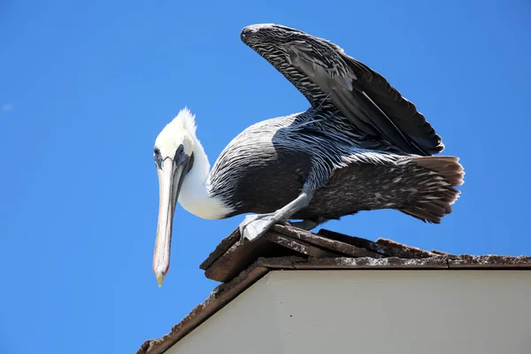 California Brown Pelican Pelecanus Occidentalis Pelican Enjoys Day Huntington Beach — Stockfoto