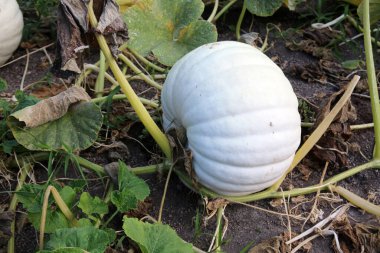 Pumpkin. Pumpkin growing in a pumpkin patch. Pumpkin growing on a farm.