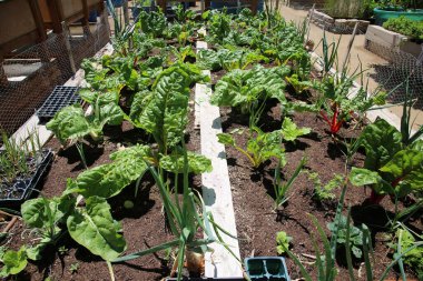 Yeşil bitkilerle dolu sera