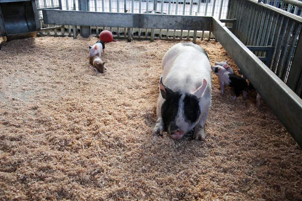 Pig. Domestic Pig. A Mother Pig with piglets. Mommy Pig with her Baby Pigs in a pen at the Orange County Fair. Pigs are loved world wide by many people. Pigs are the main source of Bacon and Ham.
