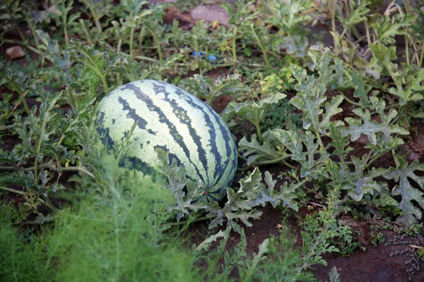 Green Watermelon Summer Day — Stockfoto