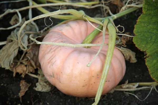 Pumpkin. Pumpkin growing in a pumpkin patch. Pumpkin growing on a farm.