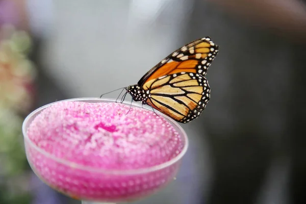 Hermosa Mariposa Cerca —  Fotos de Stock